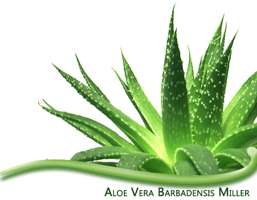 Herbalife Aloe Vera Produkt